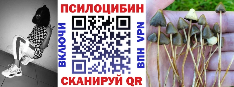 Купить закладки  Ардатов  Галлюциногенные грибы Psilocybe 